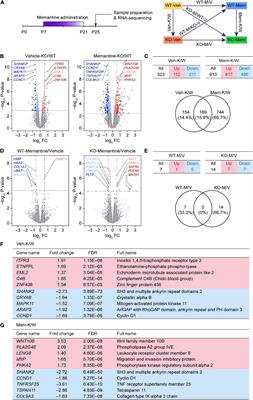 Early Chronic Memantine Treatment-Induced Transcriptomic Changes in Wild-Type and Shank2-Mutant Mice